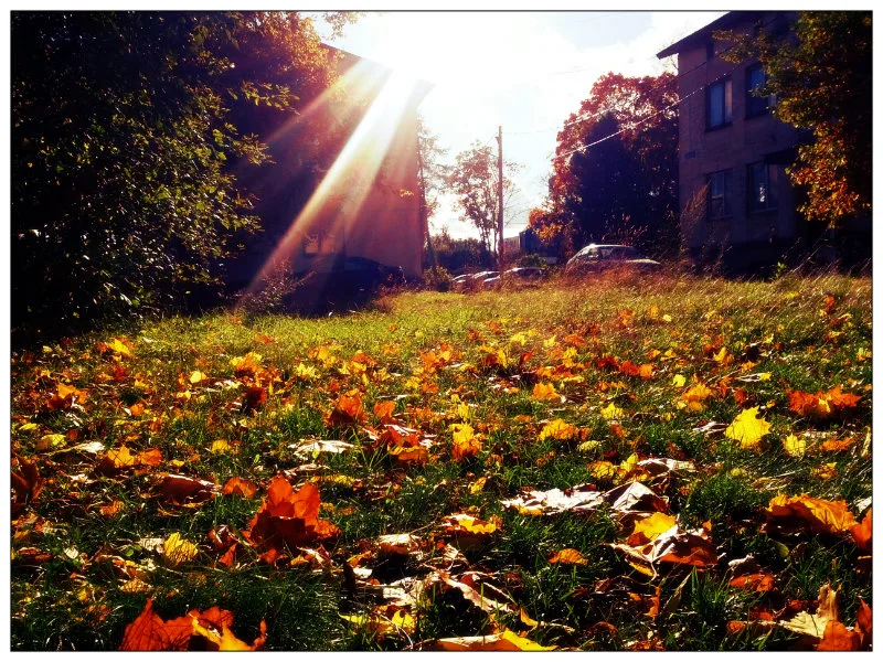 Autumn leaves