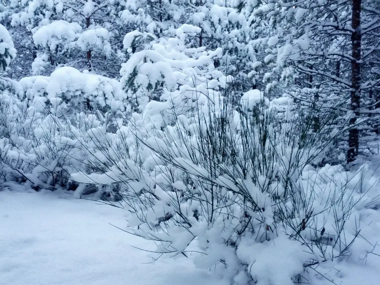 Winter